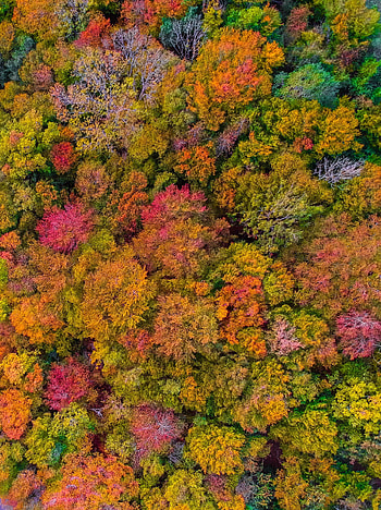 Nature, Autumn, View From Above, Forest HD phone wallpaper