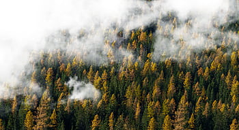 A scenic view of a foggy forest with autumn leaves and clouds floating above the trees. HD wallpaper