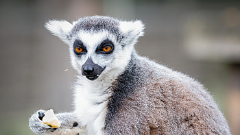 Eating, Lemurs HD wallpaper