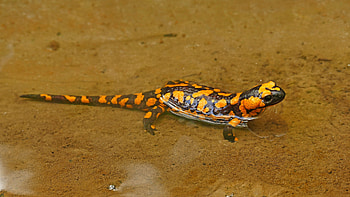 Orange fire salamander in U, High-definition wildlife ry, Captivating animal , Nature's vibrant colors HD wallpaper