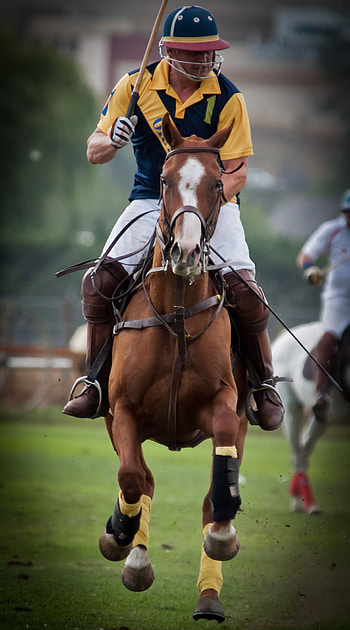 Okanagan Polo Club, Horse Polo HD phone wallpaper