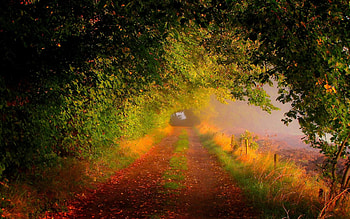 Morning in Autumn Forest, trees, leaves, road, misty, fence HD wallpaper