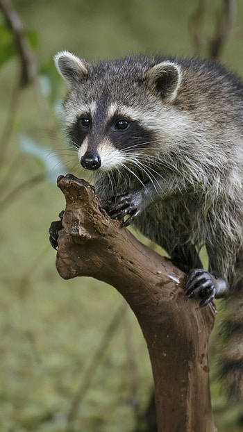 Striped raccoon, Tree branch lounging, Nature's artwork, Tierbilder beauty HD phone wallpaper