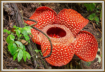 CARRION FLOWER, FLOWER, PRETTY, NATURE HD wallpaper