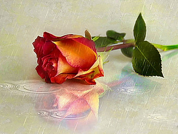 Under the rain, rain, beautiful, lonely, orange, nice, rose, wet, pretty, flower, lovely HD wallpaper
