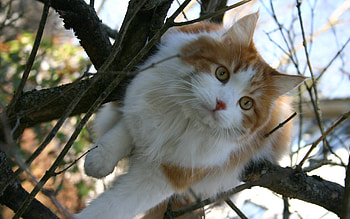 Animals, Wood, Sit, Cat, Fluffy, Tree, Spotted, Spotty, Branches HD wallpaper