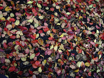 Plants, Background, Leaves HD wallpaper