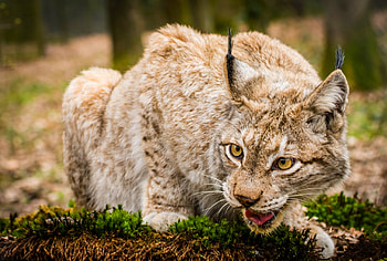 Animals, Iris, Muzzle, Predator, Wild Cat, Wildcat HD wallpaper