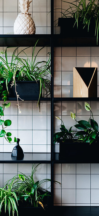 Chic Houseplant for Smarts, houseplant, graphy, plant, home decor HD phone wallpaper