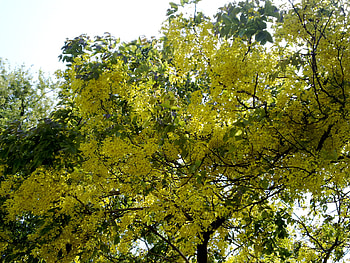 summer spring, spring tree, summer tree, yellow spring HD wallpaper