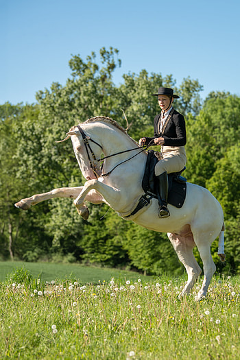 Equitation sports, Thomas grad maker, Working equitation, Horse riding HD phone wallpaper