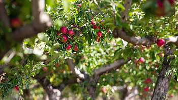 Apple Tree, 72 apple tree , Nature, Fruits HD wallpaper