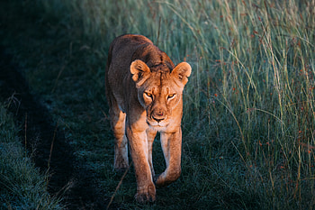 Lion Walking, lion, walking, animals, predator HD wallpaper