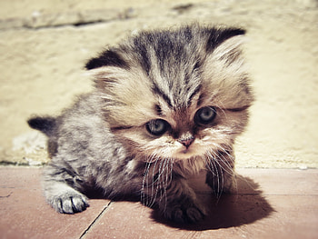Animals, Fluffy, Kitty, Kitten, Muzzle, Sight, Opinion HD wallpaper