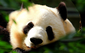 Animals, Shine, Light, Muzzle, Nice, Sweetheart, Panda HD wallpaper