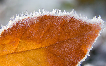 Autumn Leaf, autumn, leaf, nature, flowers HD wallpaper
