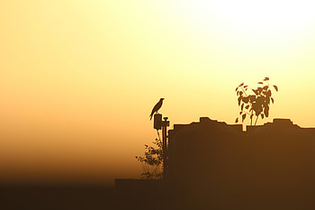 Sunset, Twilight, Bird, Minimalism, Dusk, Shadows, Raven, Outline HD wallpaper