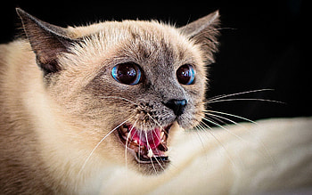 Animals, Cat, Aggression, Muzzle, Sight, Opinion HD wallpaper