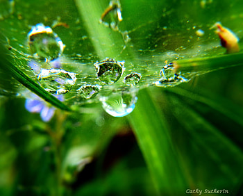 From Under The Spider's Web, morning, field, nature, web, grass, bubble, dew, reflections HD wallpaper