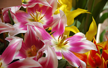 Lily, Yellow, White, Flowers, Pink, Blossom HD wallpaper