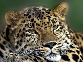 Animals, Leopards HD wallpaper