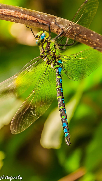 Dragonfly, Adorable HD phone wallpaper