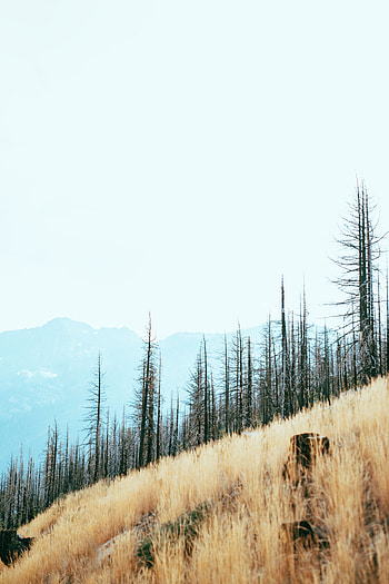 Landscape, Nature, Trees, Mountains, Slope HD phone wallpaper