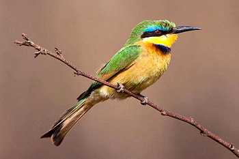Beautiful Bird, colors, beautiful, bird HD wallpaper
