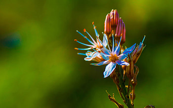 Flower, Macro, Exotic HD wallpaper
