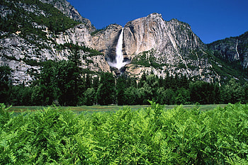 Waterfall, Vegetation, , Yosemite Falls, Fern, Mountain, Nature, Water, Yosemite National Park, Waterfalls HD wallpaper
