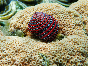 Frank KCK's copyright, Underwater beauty, Nature's magnificent fish, Beautiful coral world HD wallpaper