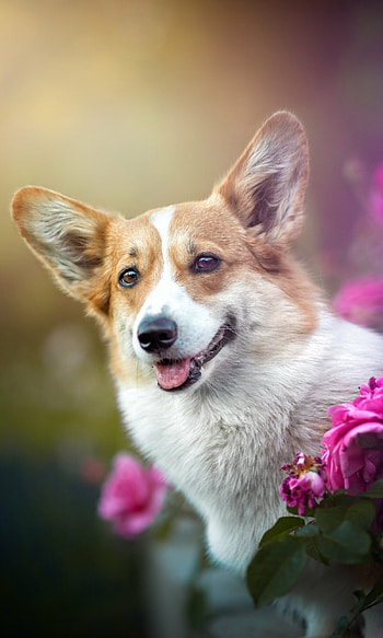 Corgi, Animal HD phone wallpaper