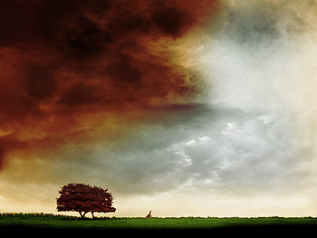 Tree on field, grass, sky, field, tree HD wallpaper