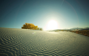 Nature, Sunset, Sand, Desert, Wood, Tree, Evening HD wallpaper