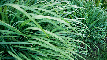 Lemongrass , Natural beauty, Fresh visuals, Serene backgrounds HD wallpaper