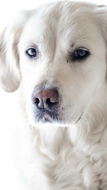 Close-up, Labrador Retrievers HD phone wallpaper