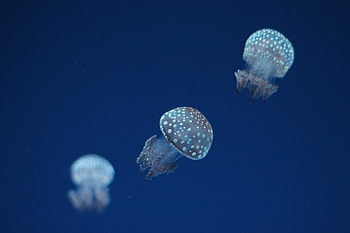 Nature, Jellyfish, Stains, Spots, Underwater World HD wallpaper