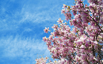 Magnolia Tree, Informationen HD wallpaper