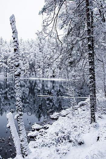 Winter, Trees, Snow, Miscellanea, Miscellaneous, Forest, Branches HD phone wallpaper