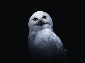 White owl, portrait HD wallpaper