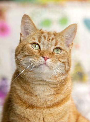 Close-up of a curious orange tabby cat with green eyes looking up. HD phone wallpaper