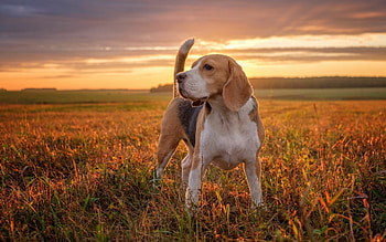 Beagle, Beagle , , Cool HD wallpaper