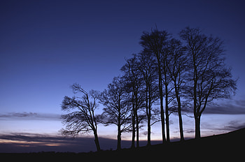 Nature, Trees, Sky, Twilight, Silhouette, Branches, Dusk HD wallpaper