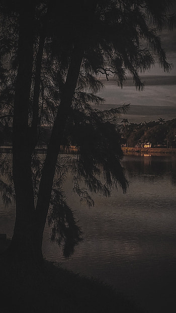 Dark of tree in the city, dark, black, tree, city, light HD phone wallpaper