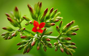 Flower, Plant, Macro, Stem, Stalk HD wallpaper