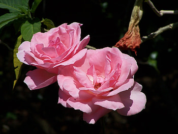 Rose, Nairobi, garden, kenya HD wallpaper