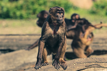 Animals, Monkey, Marmoset, Zoo HD wallpaper