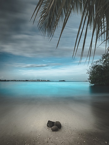 Nature, Stones, Beach, Sand, Horizon, Palm, Branches HD phone wallpaper