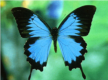 Just plain beautiful, blue, black, butterfly, Morpho HD wallpaper