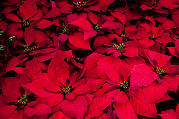 Flowers, Leaves, Plant, Poinsettia, Euphorbia Is Most Beautiful, Milk Is Beautiful HD wallpaper